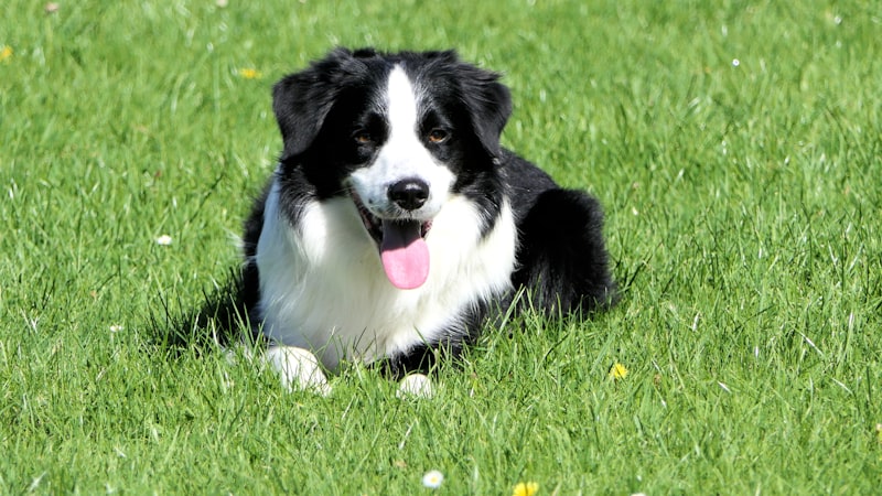 Puppy Biting Feet and Ankles: Herding Breed Nipping Fixes