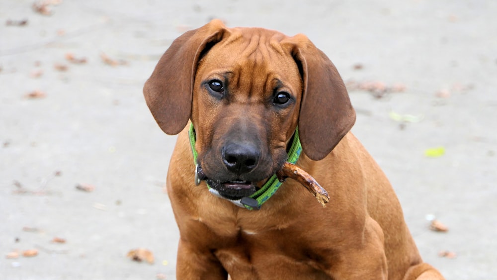 medium short-coated brown dog