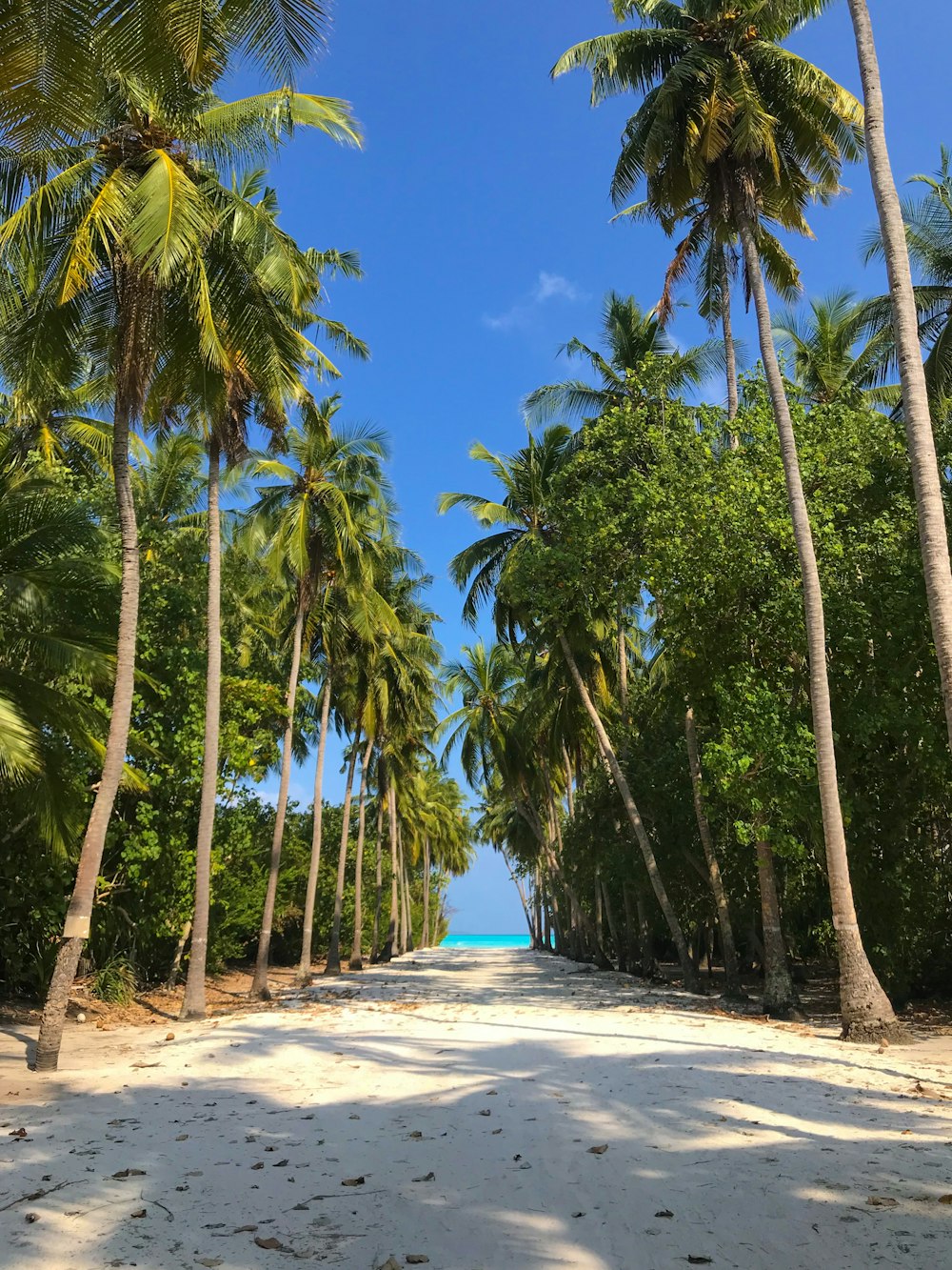 road lined with coconut trees