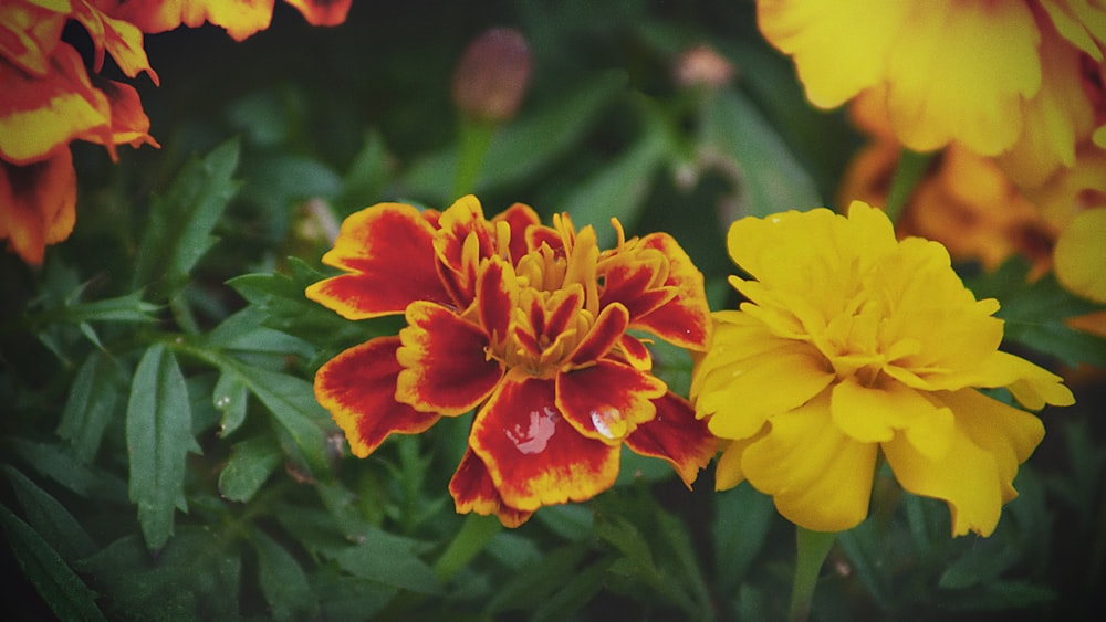 黄色と赤の花と緑の葉