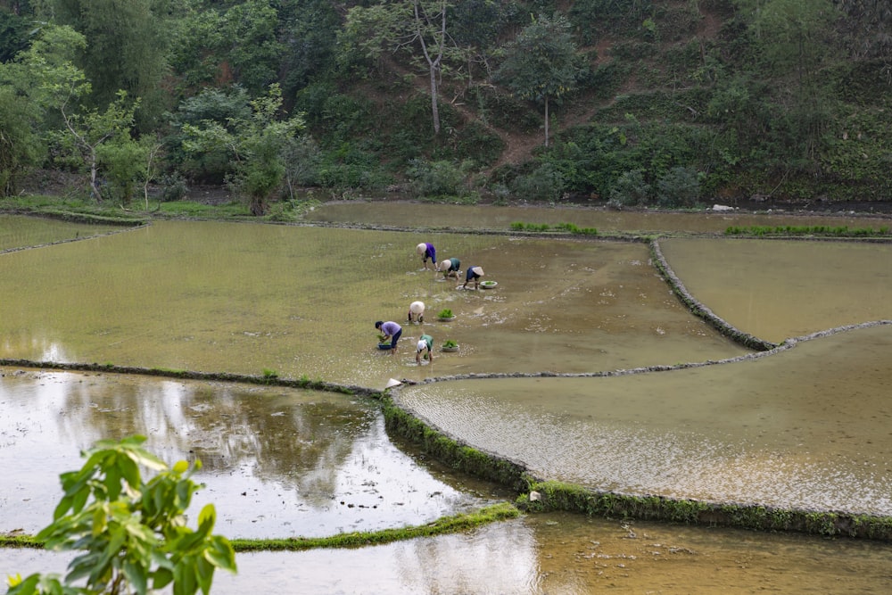 people on rice field