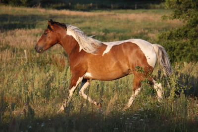 A happy horse running freely in a wide open field at sunset.