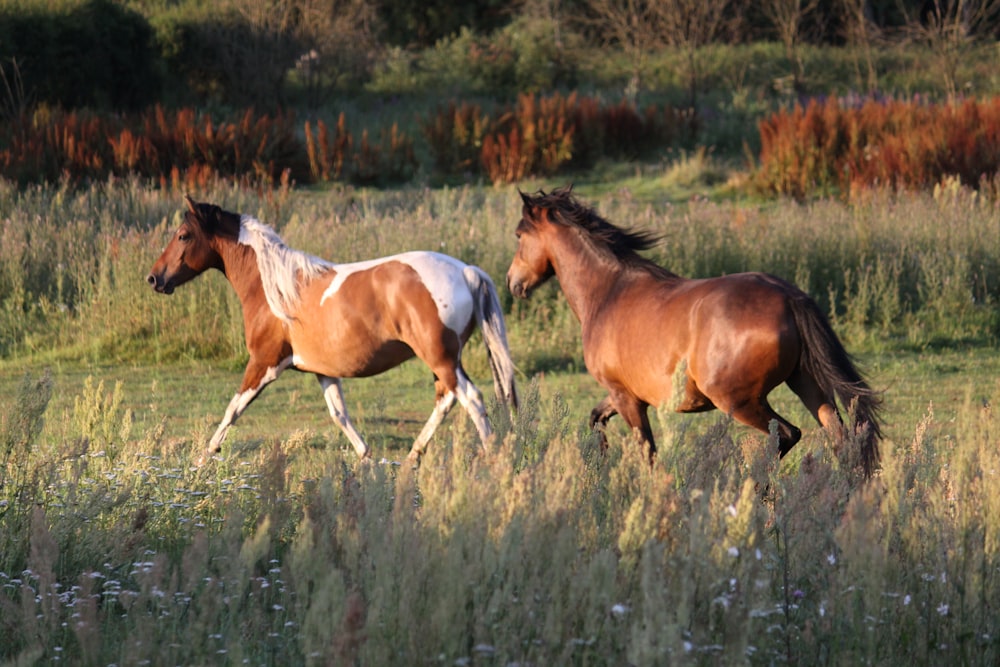 two brown horses