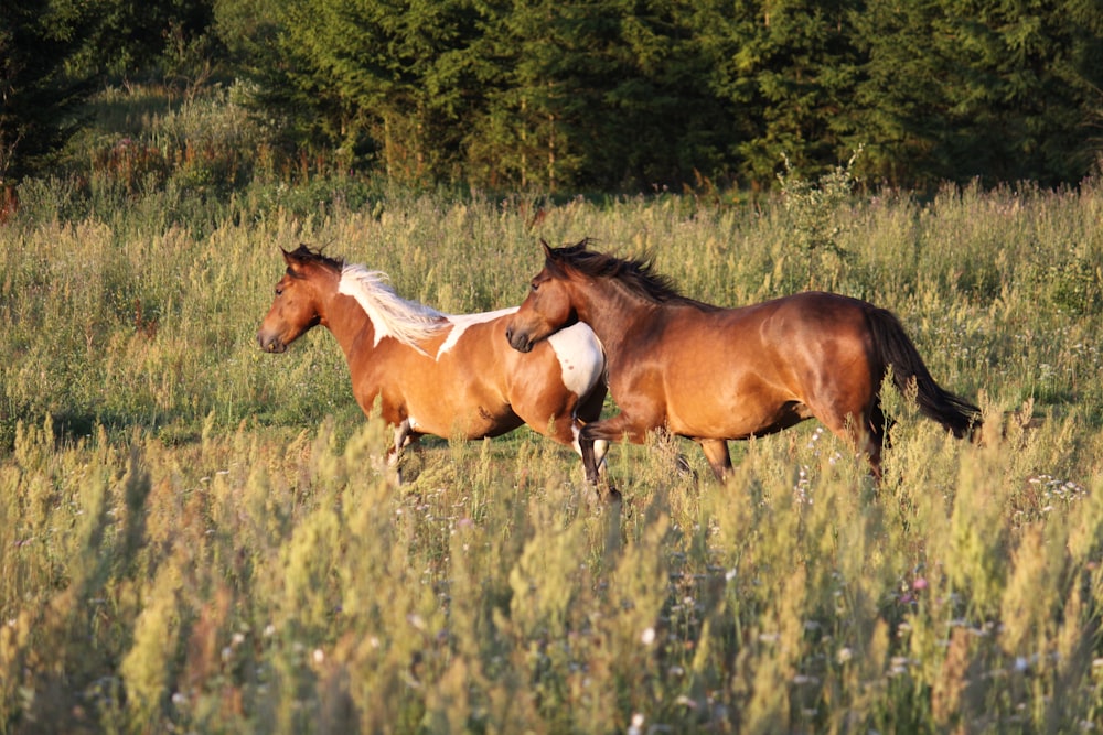 photography of two brown running horse on green grass during daytime