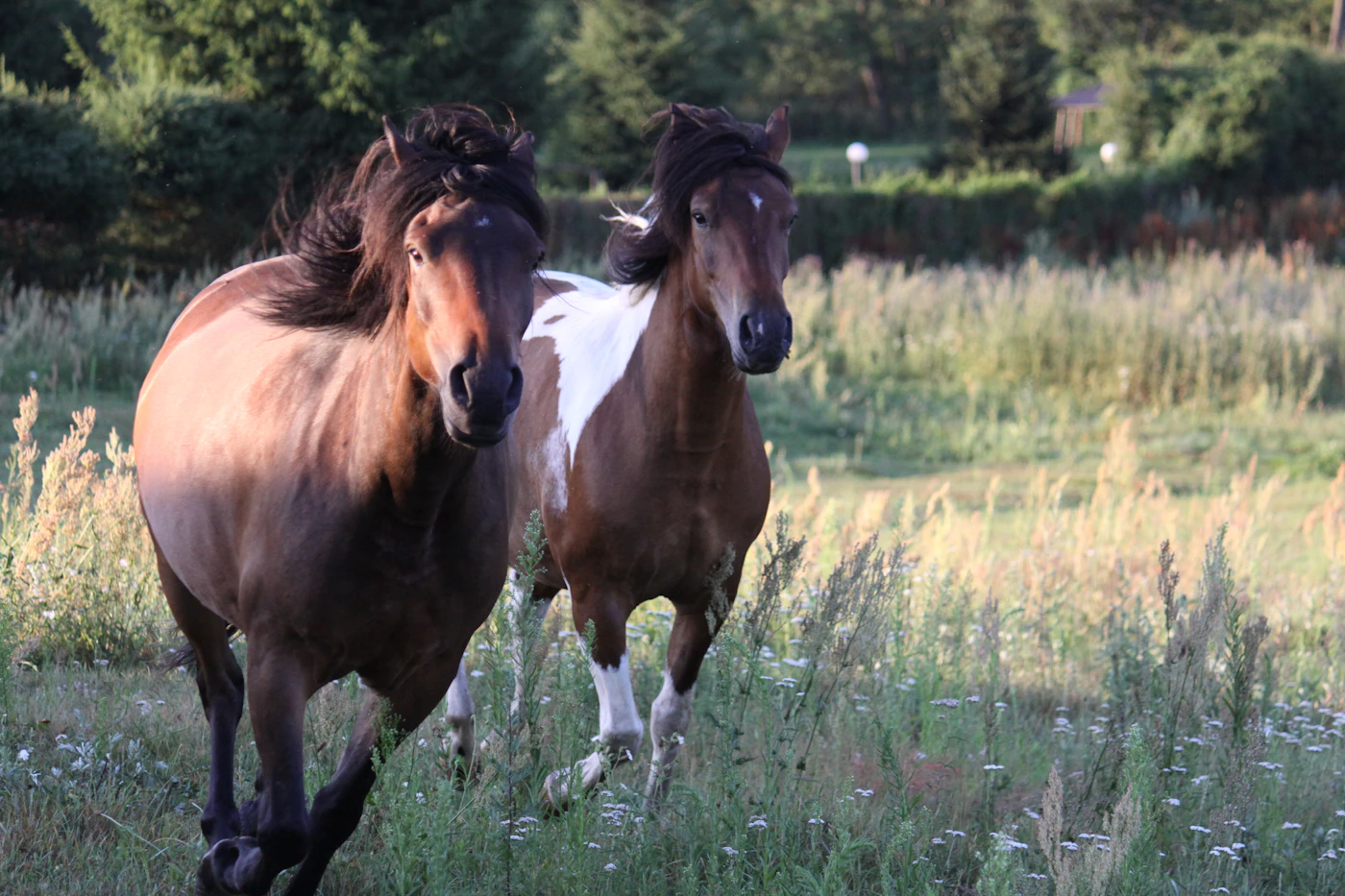 Two horses standing together in a green field
