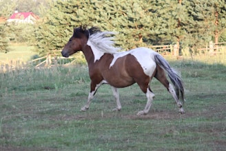 A robust brown and white horse is running across a grassy field, its mane flowing in the wind. The background is filled with green trees and a glimpse of a red-roofed house is visible in the distance.