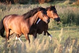 two brown horses