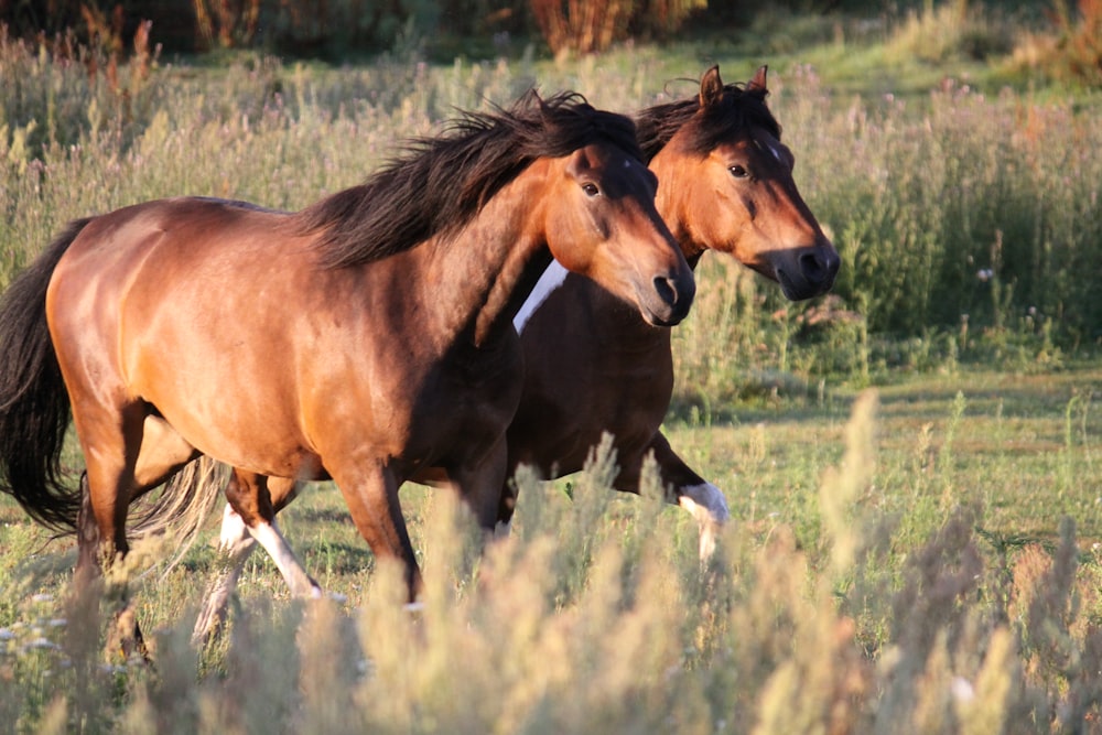 two brown horses