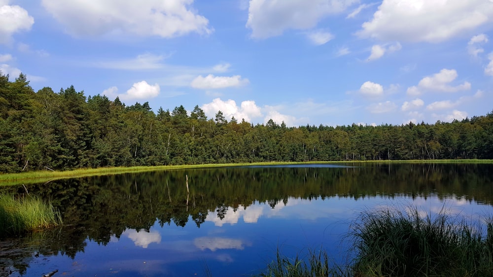 calm body of water beside green leaf trees