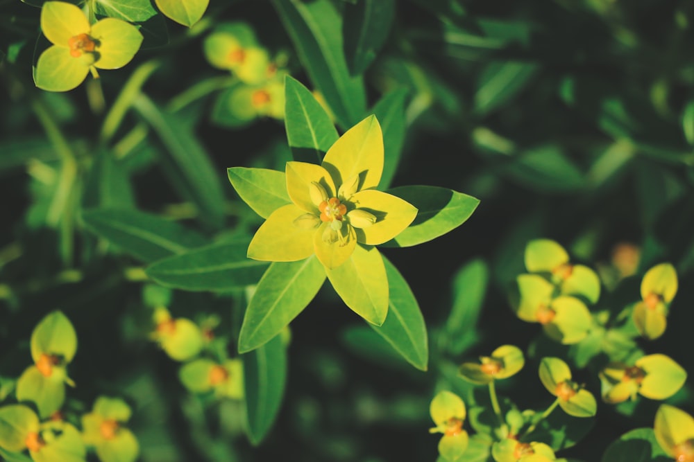 yellow and green leaves photo