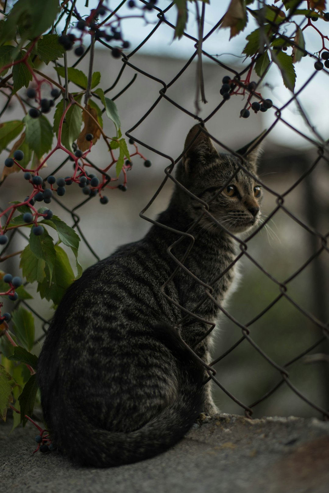 silver tabby cat besides cyclone fence