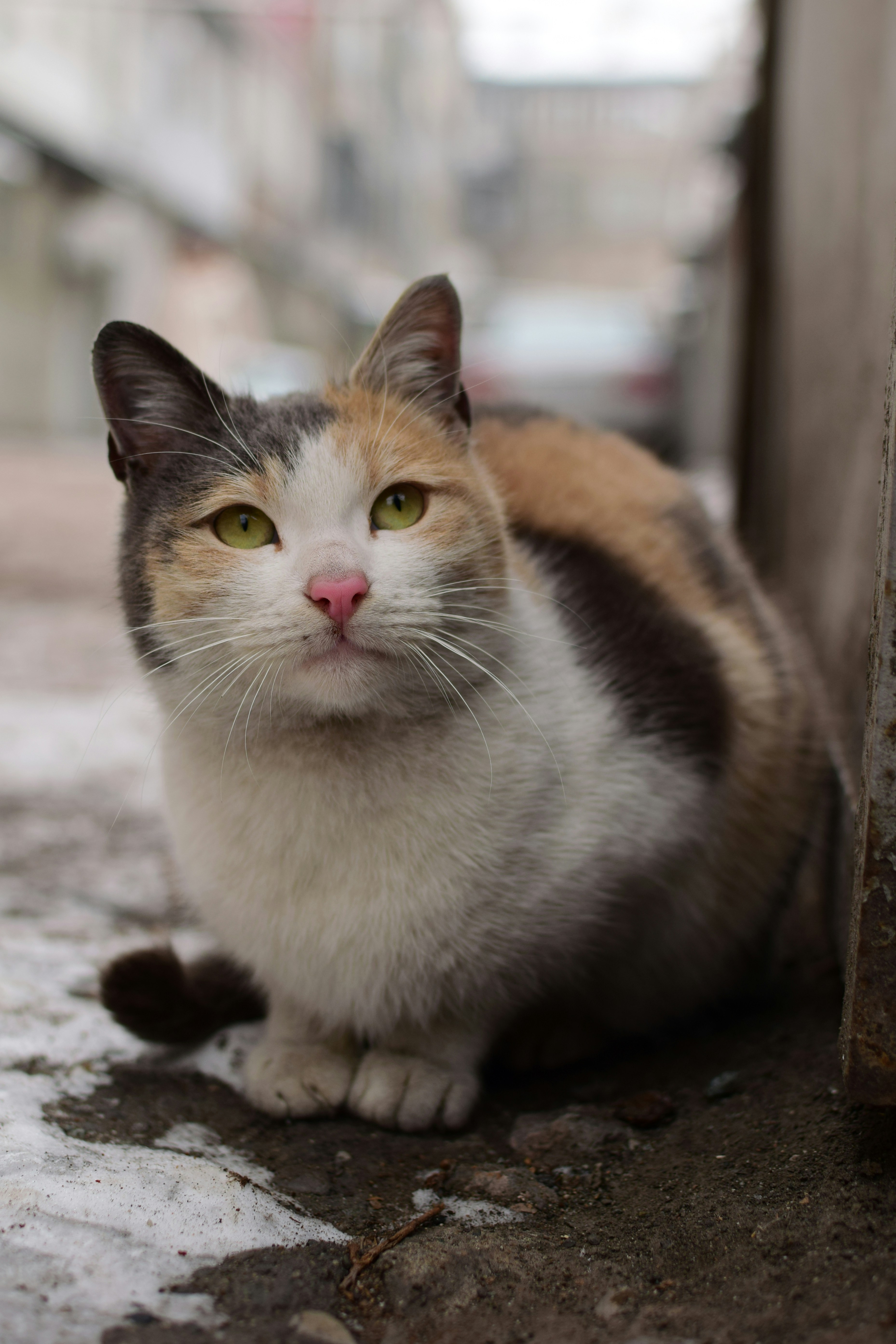 Photo by rafael_ishkhanyan