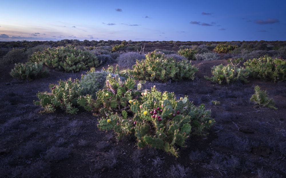 green-leafed plants