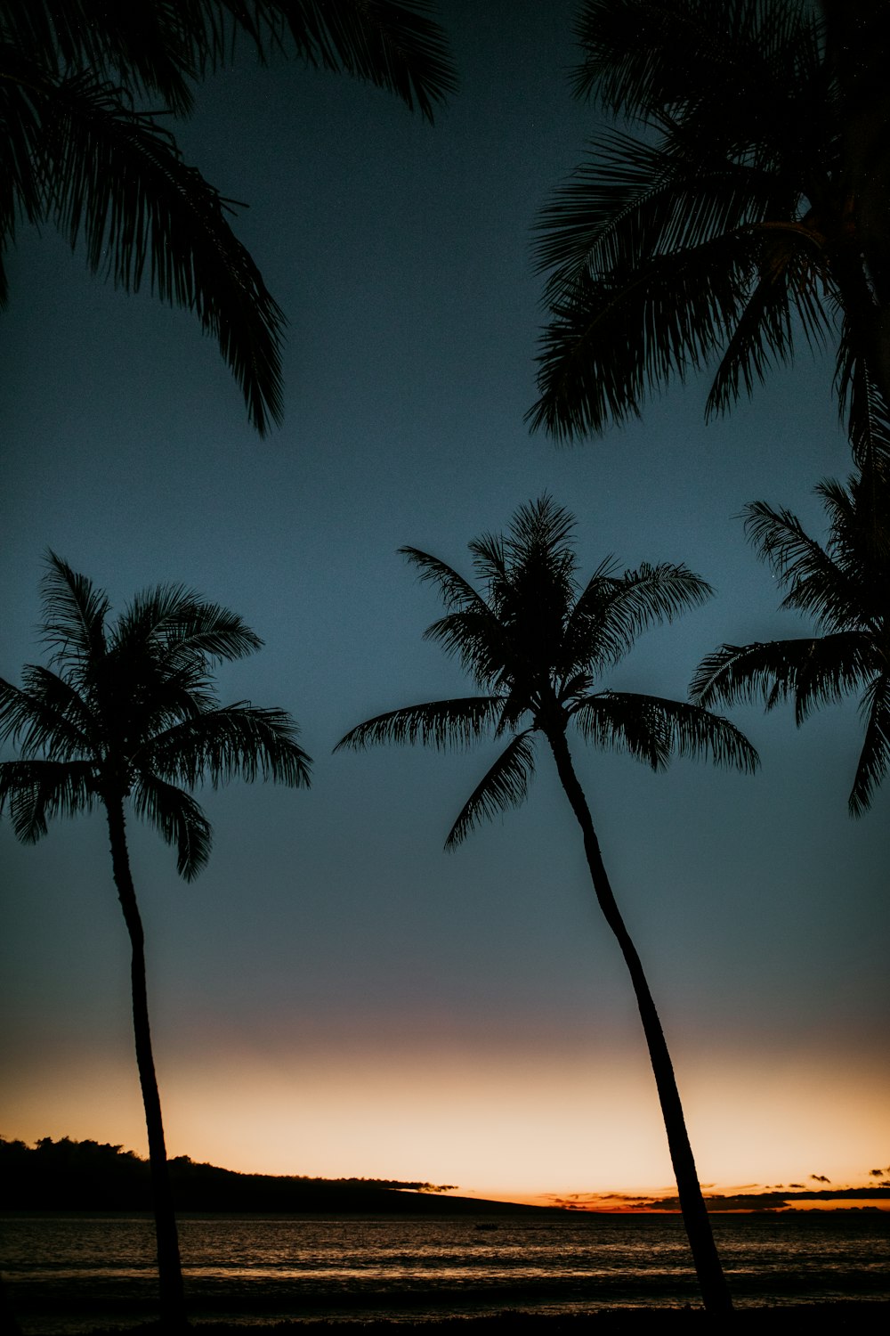 coconut trees silhouette