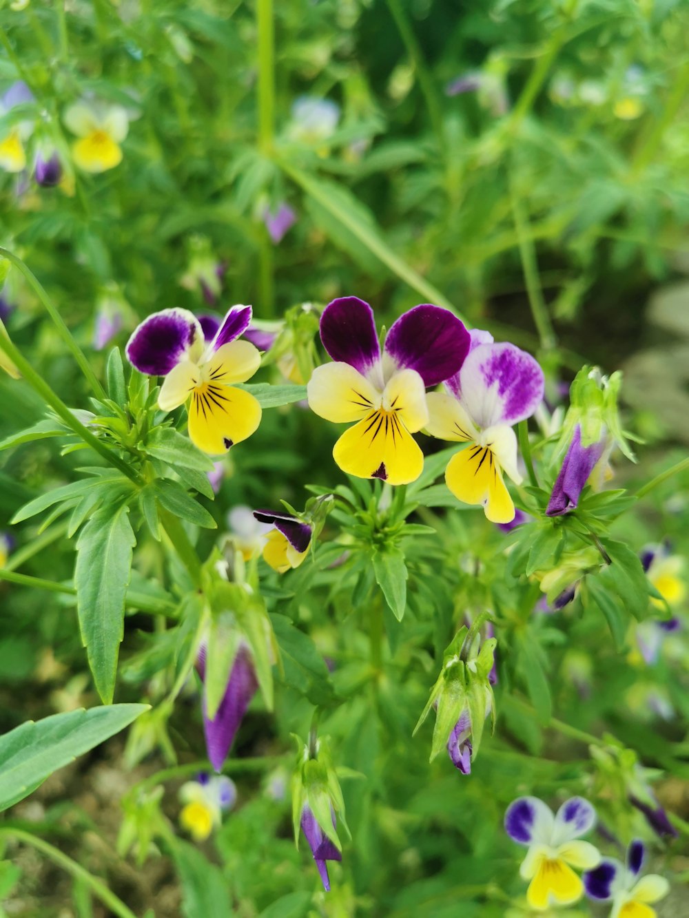 yellow and violet orchids