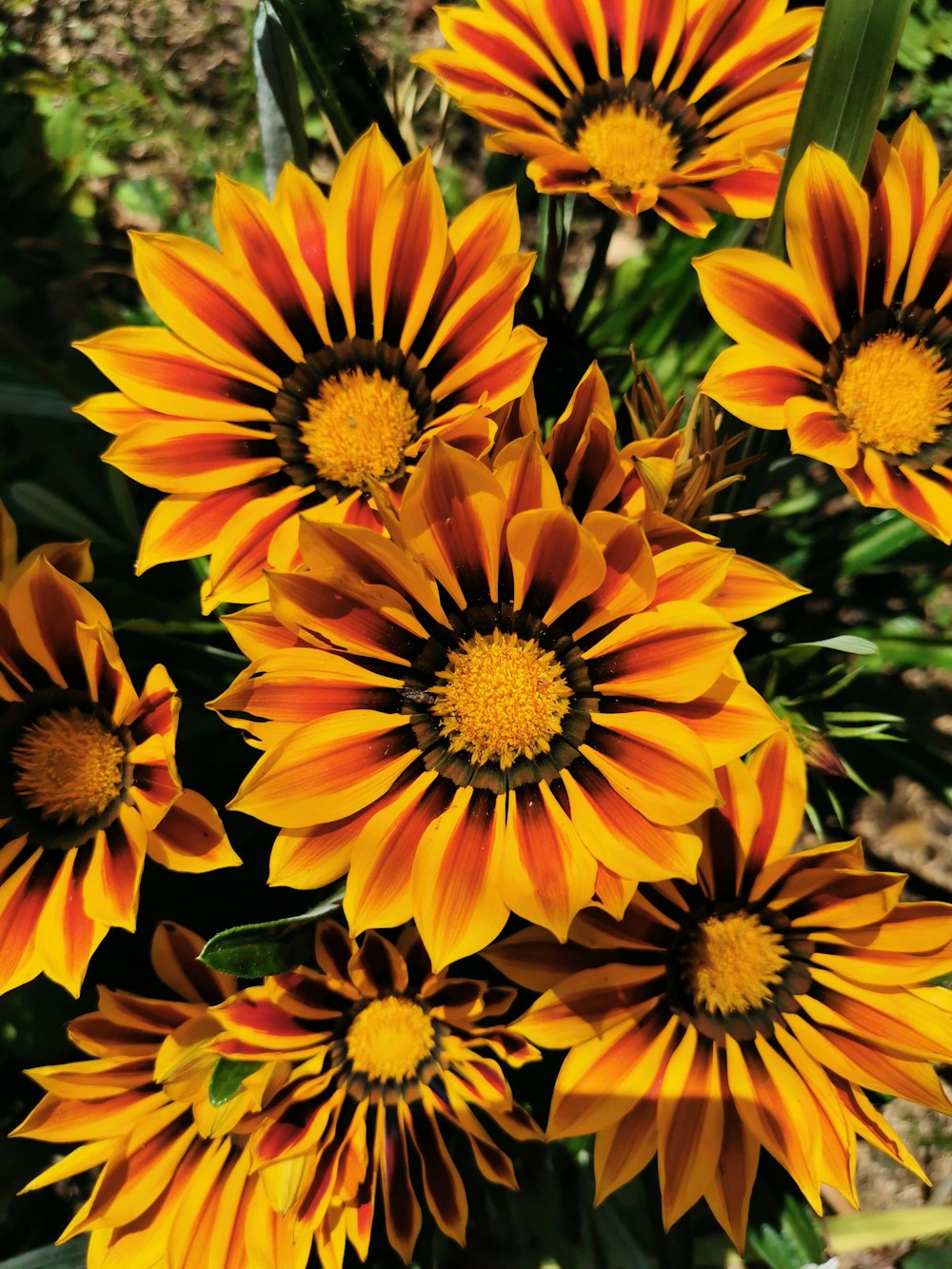 yellow-and-black cluster flowers