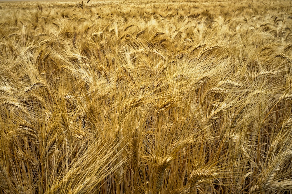 green wheat field