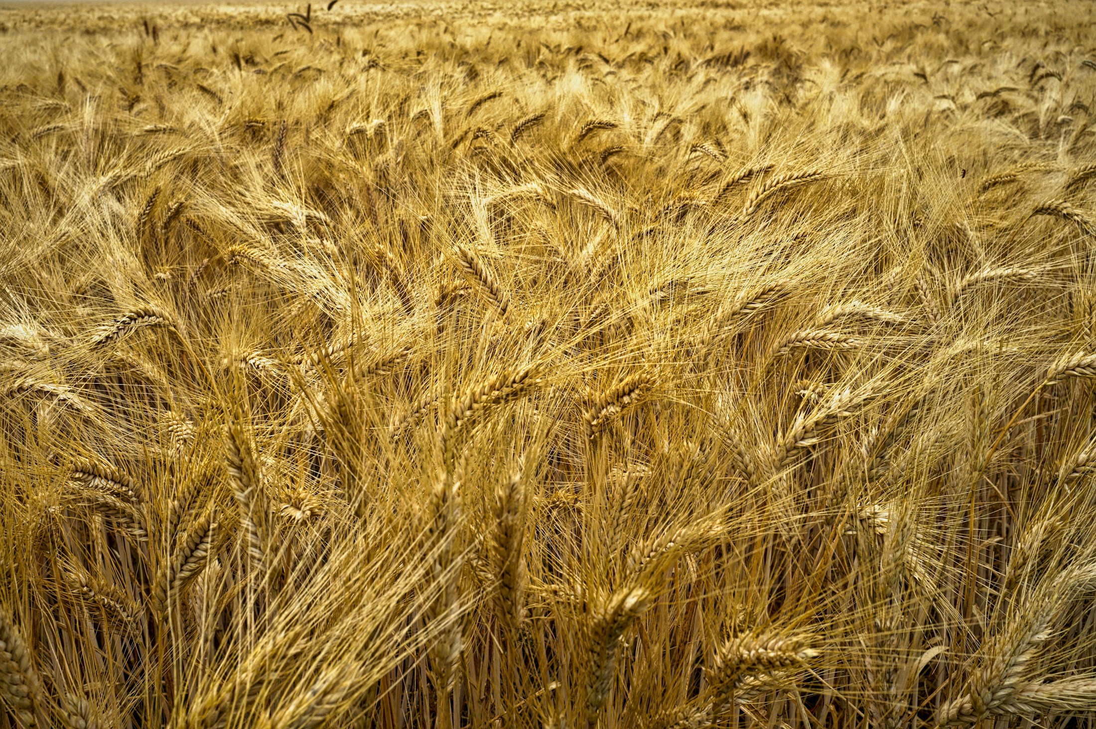 Young green wheat moving in the wind