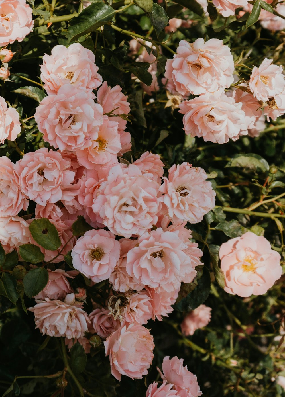 pink petaled flower