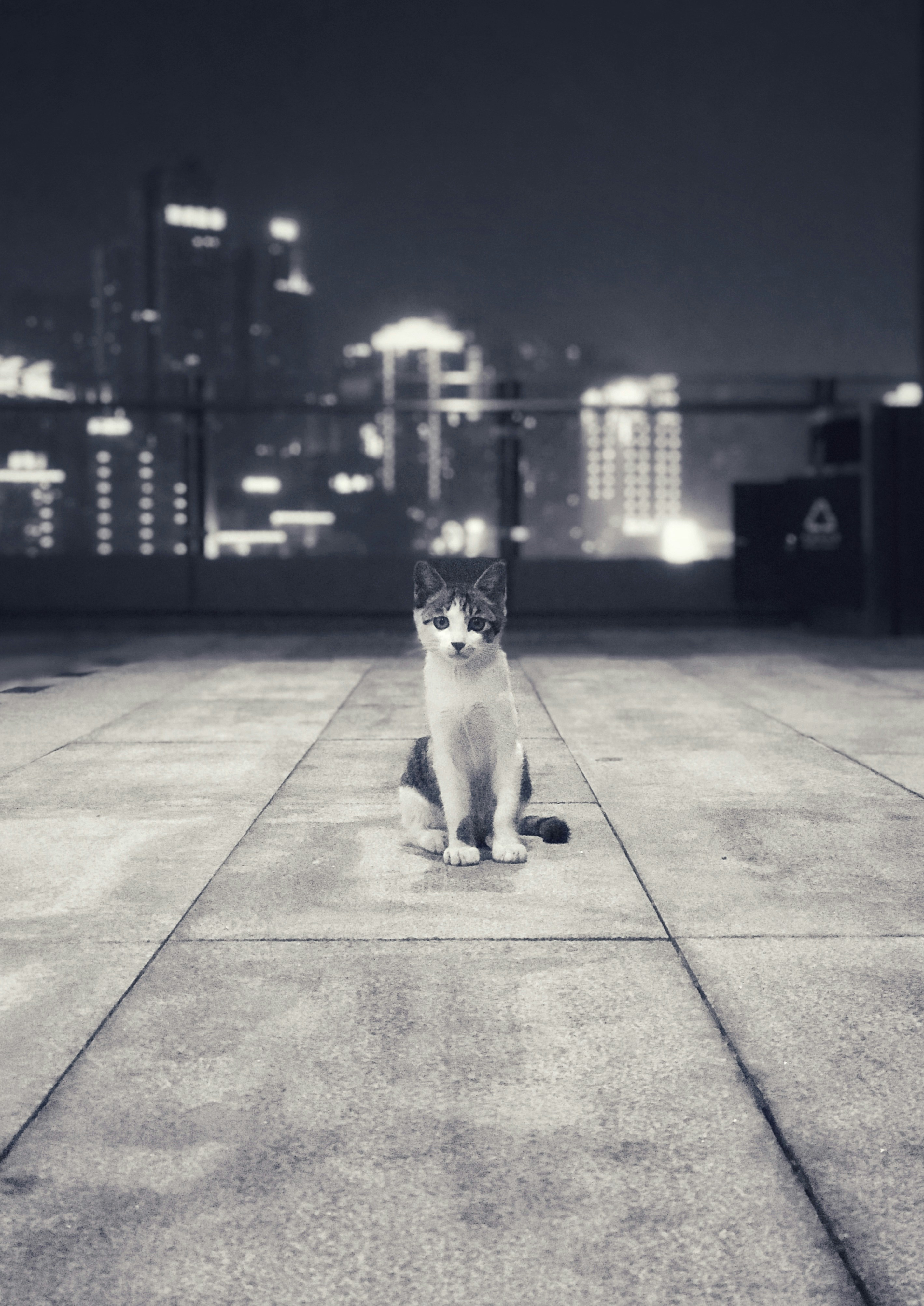 cat on top of the building