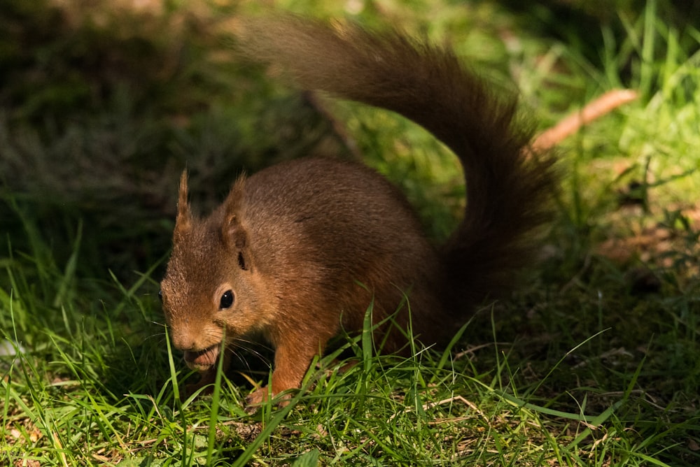 brown squirrel