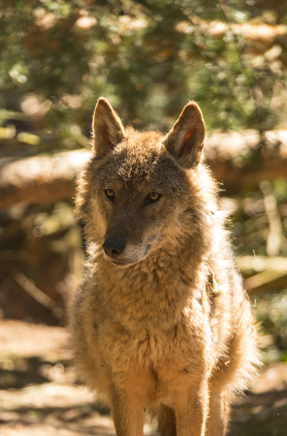 brown coated fox