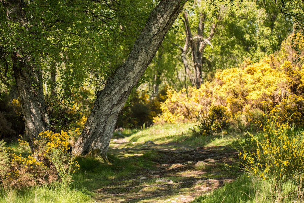 pathway surrounded with grasses