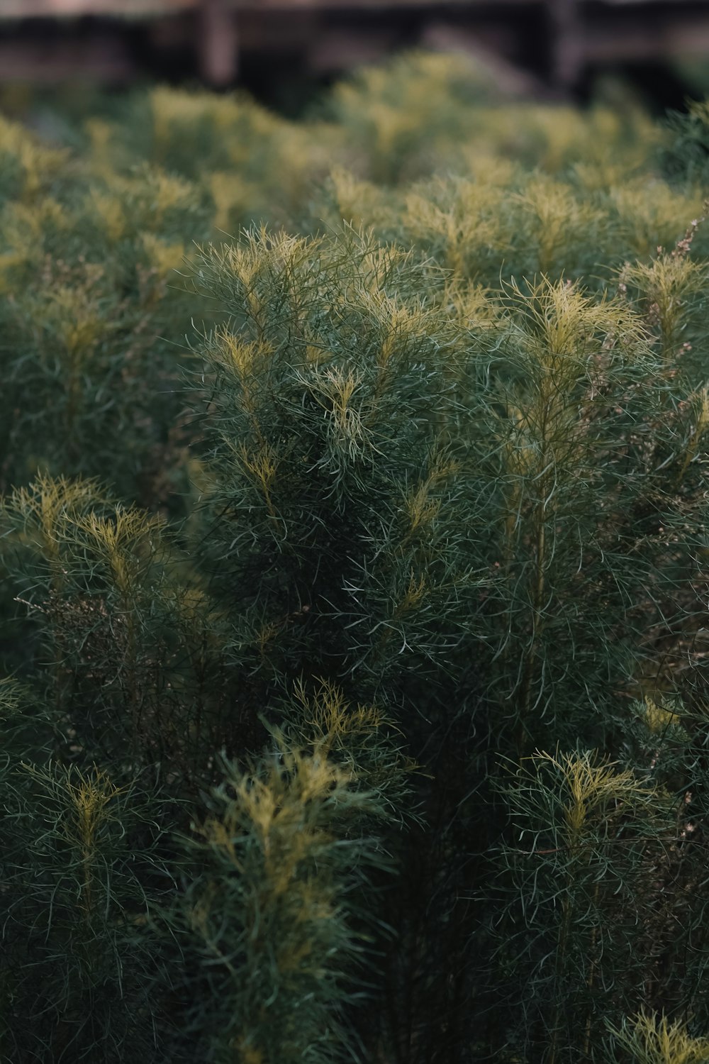 green-leafed plants