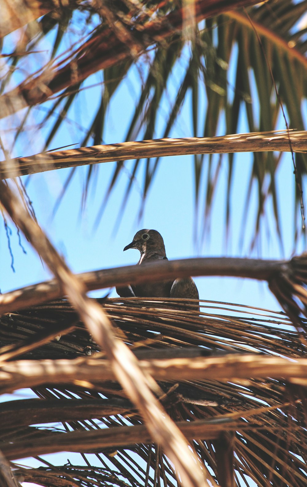 gray bird perching on brown palm tree