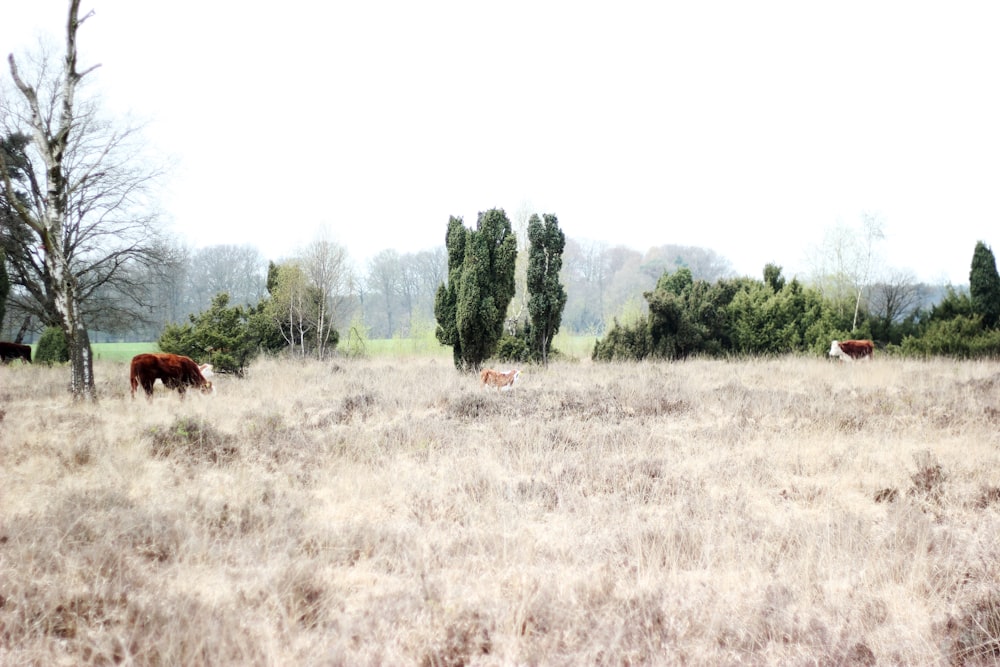 cattle on field