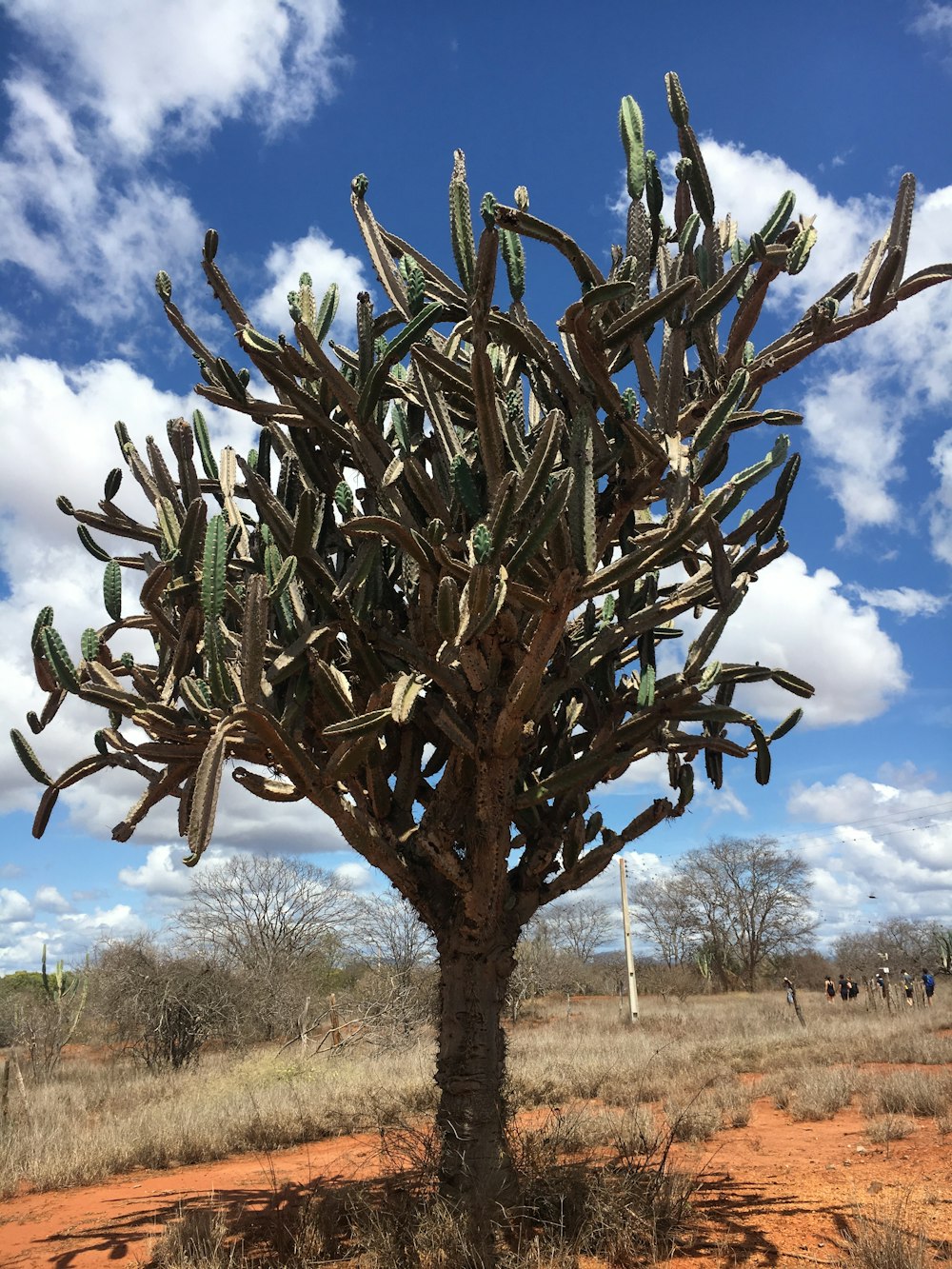 plante de cactus vert