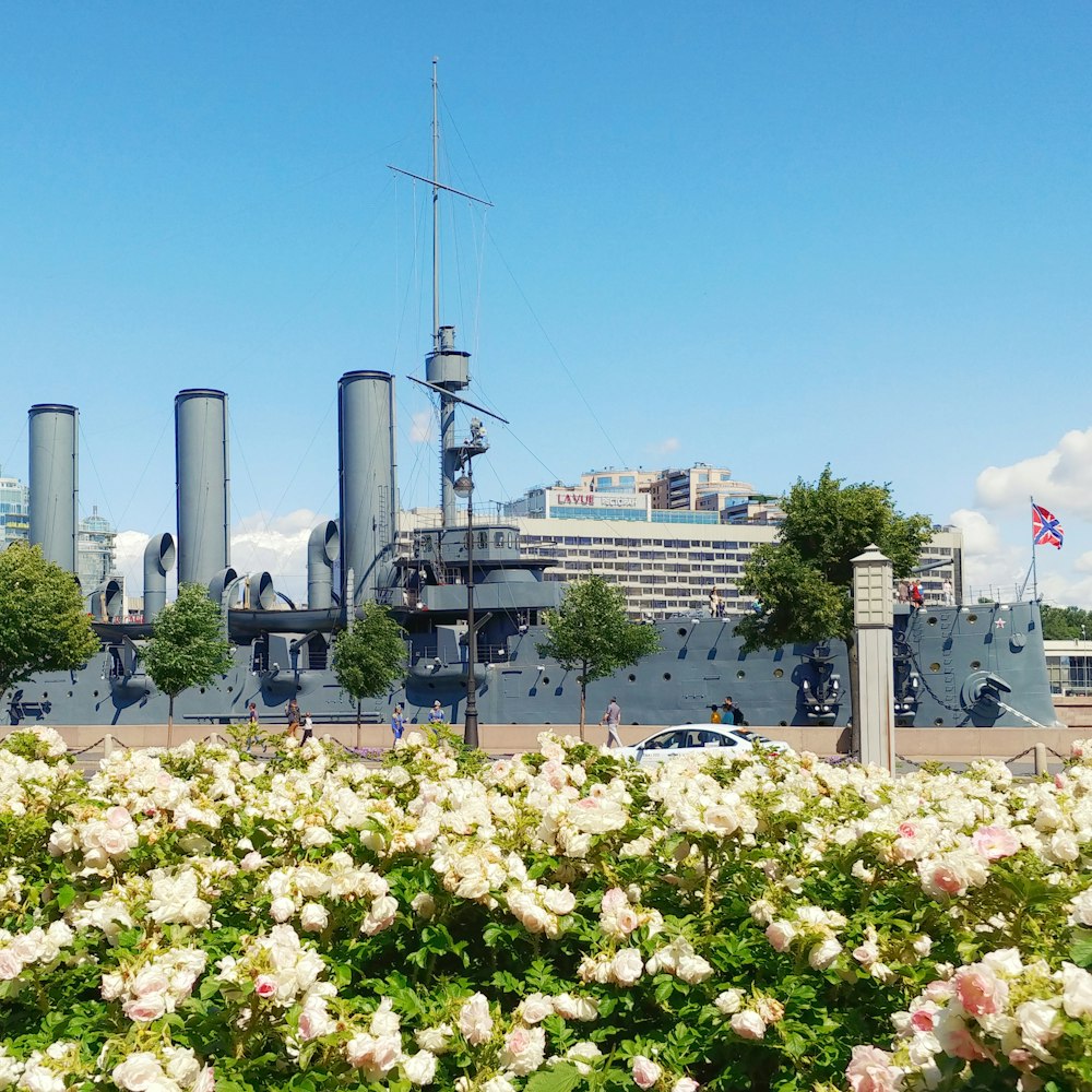 white flowers in bloom