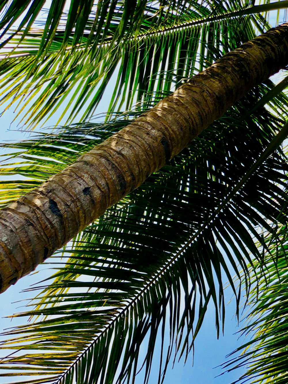 green coconut tree