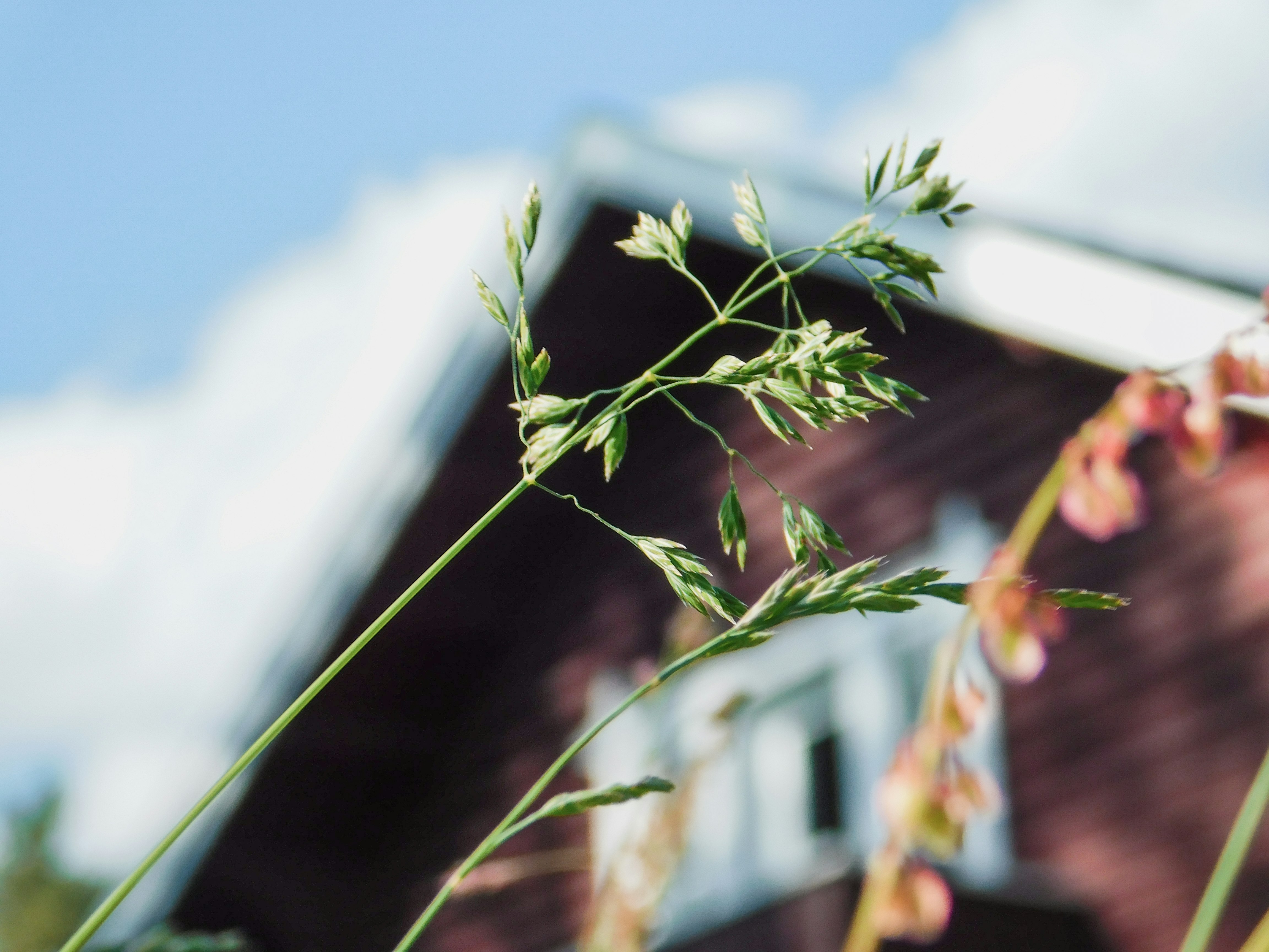 white flowered plant in front of maroon house