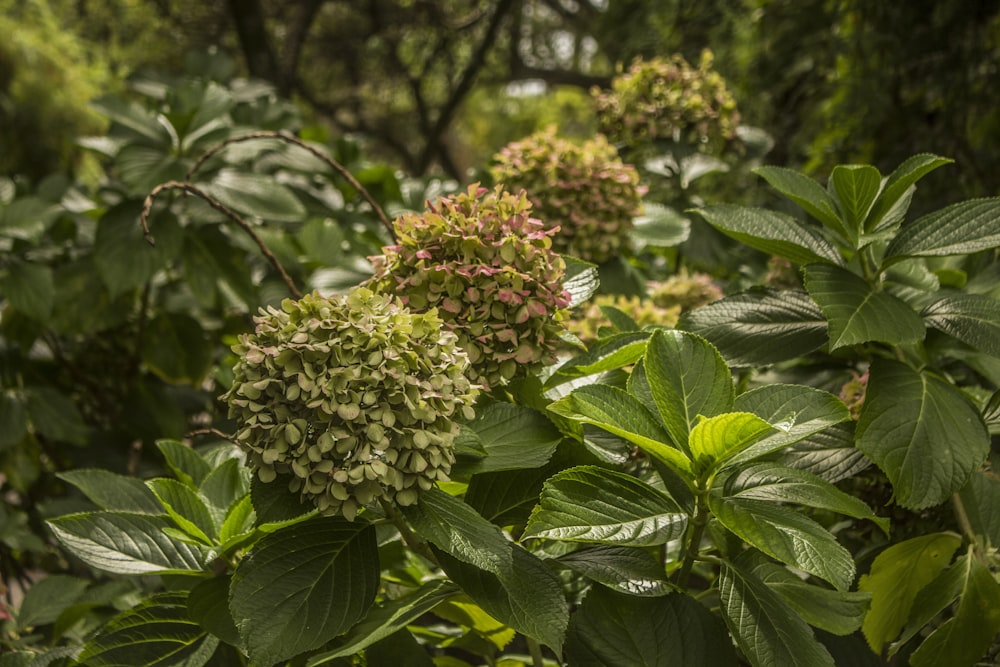 green hydrangeas in bloom