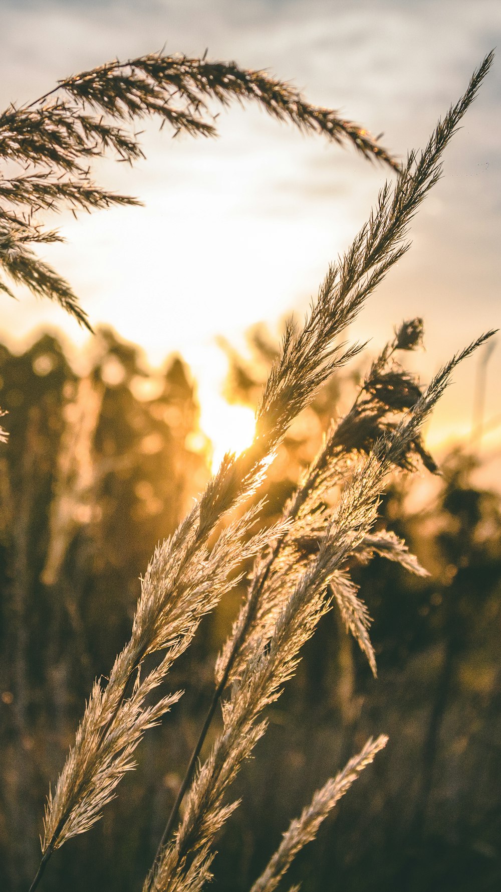 brown grasses