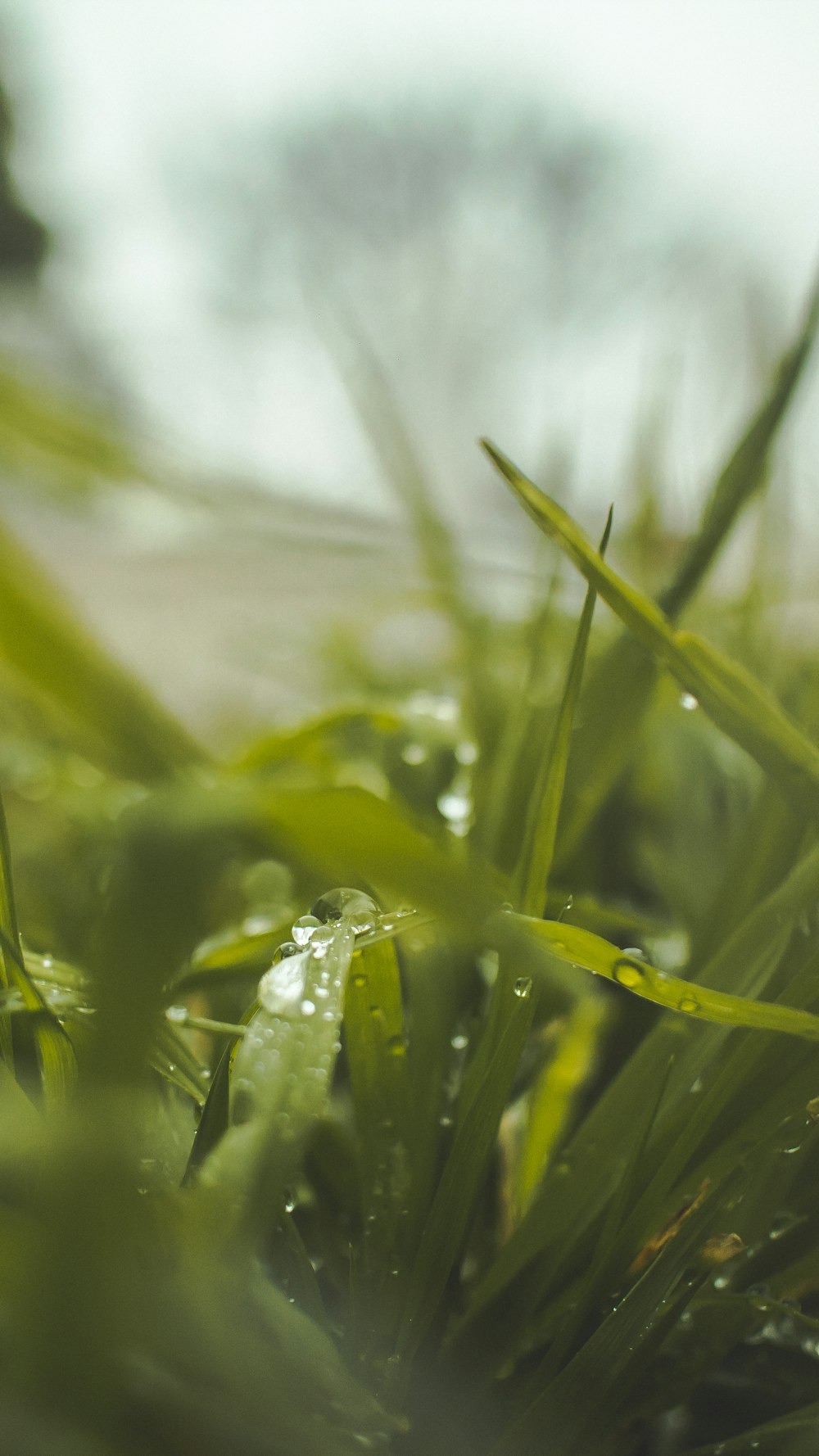 dewdrops on green grass blades