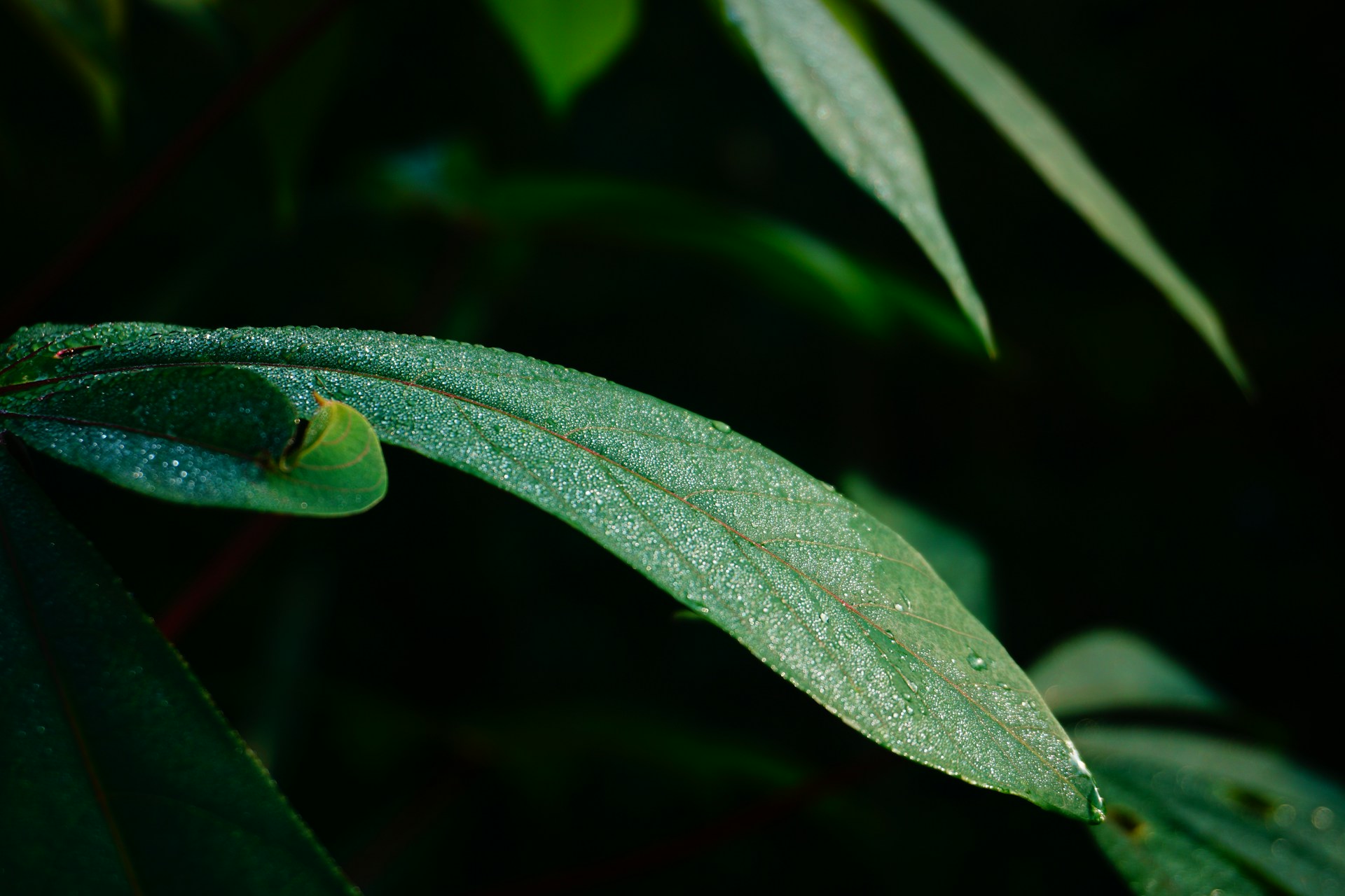 close view of leaf