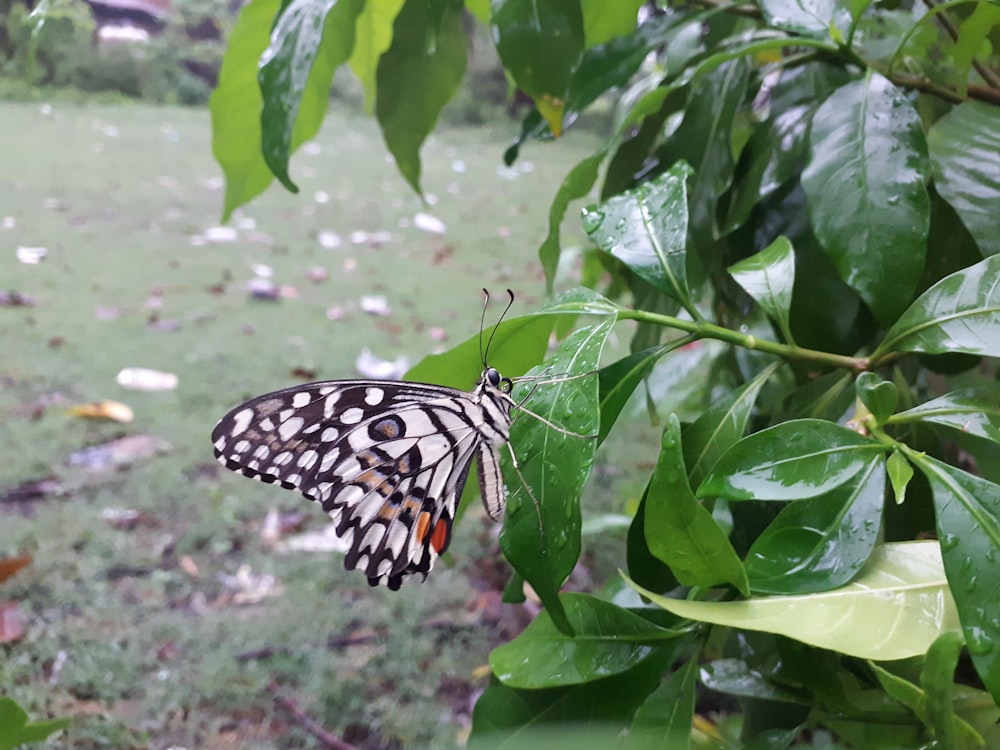 white and black butterfly on green leaves