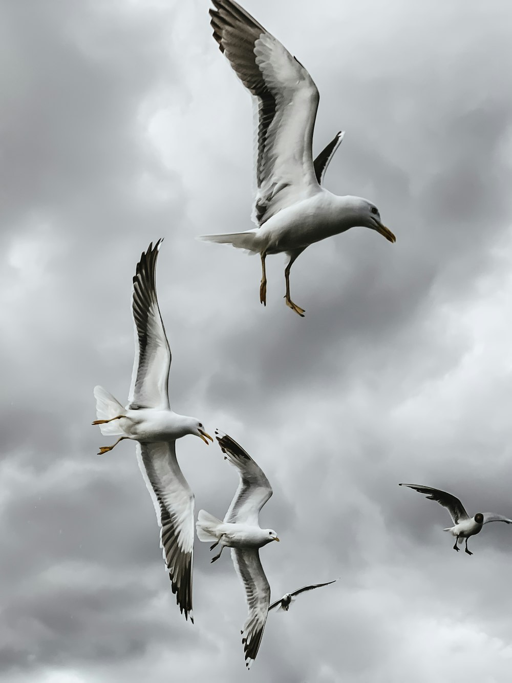 흰색과 회색 갈매기가 날아갑니다.