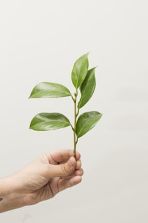 Hands holding freshly harvested stevia leaves, showcasing their bright green color.