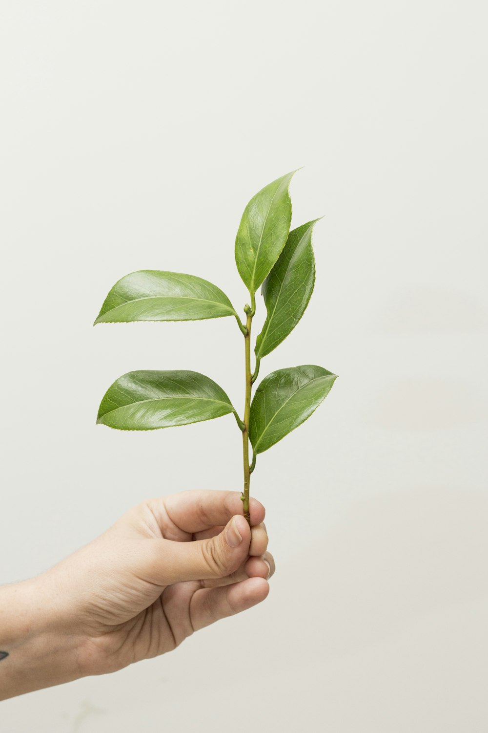 person holding green-leafed plant