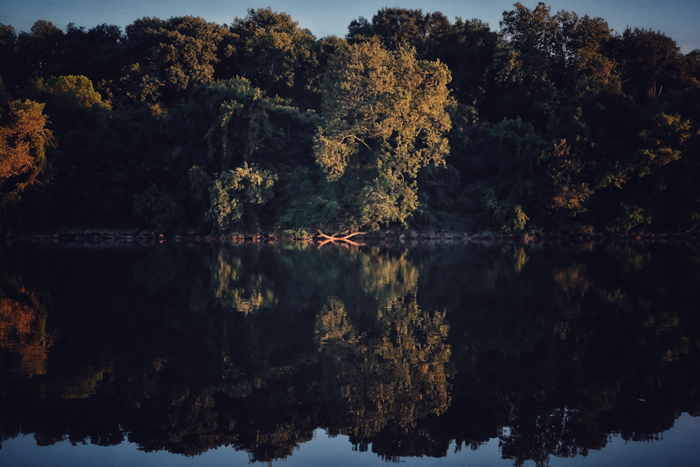 lake with trees on side