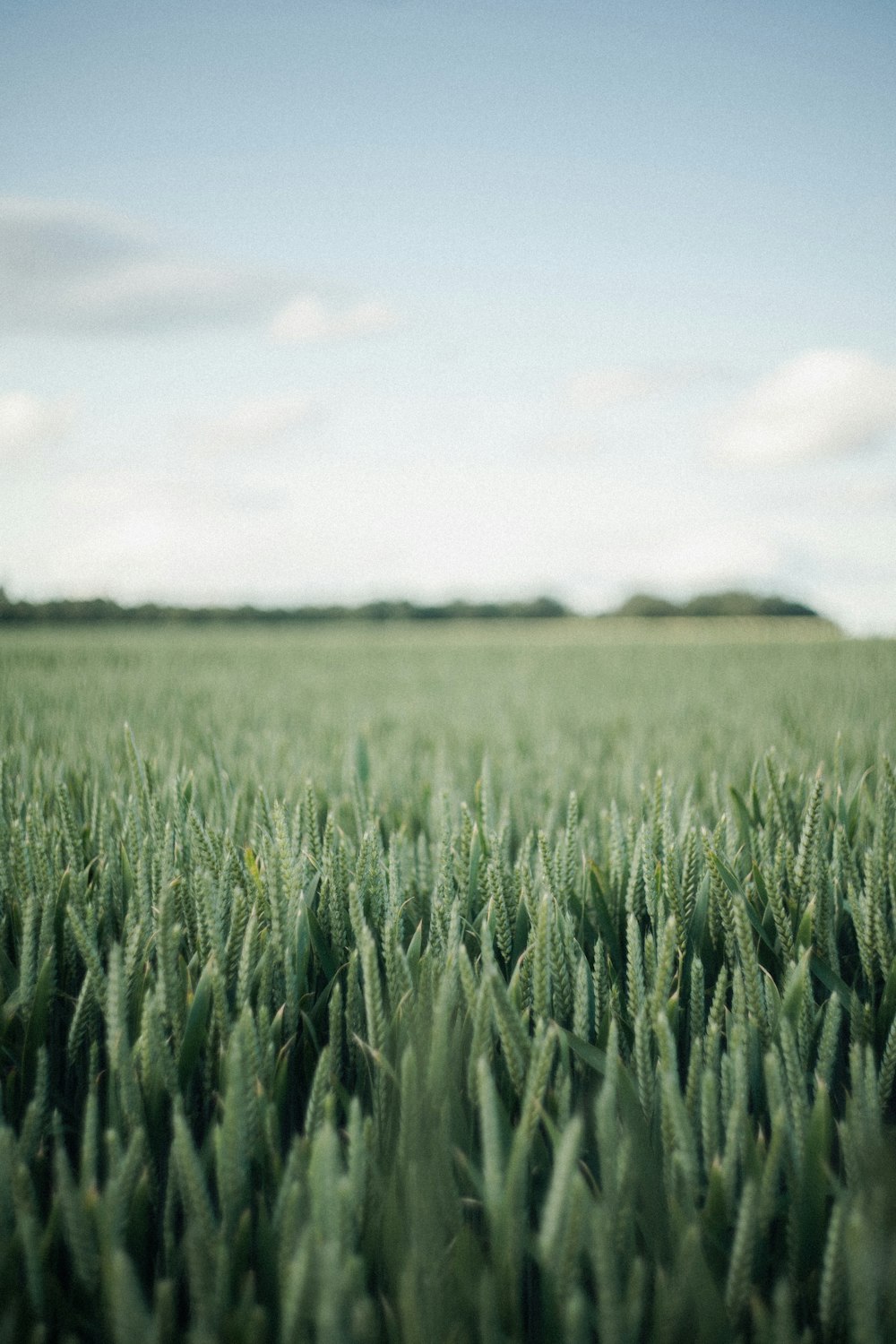 Champ d’herbe verte