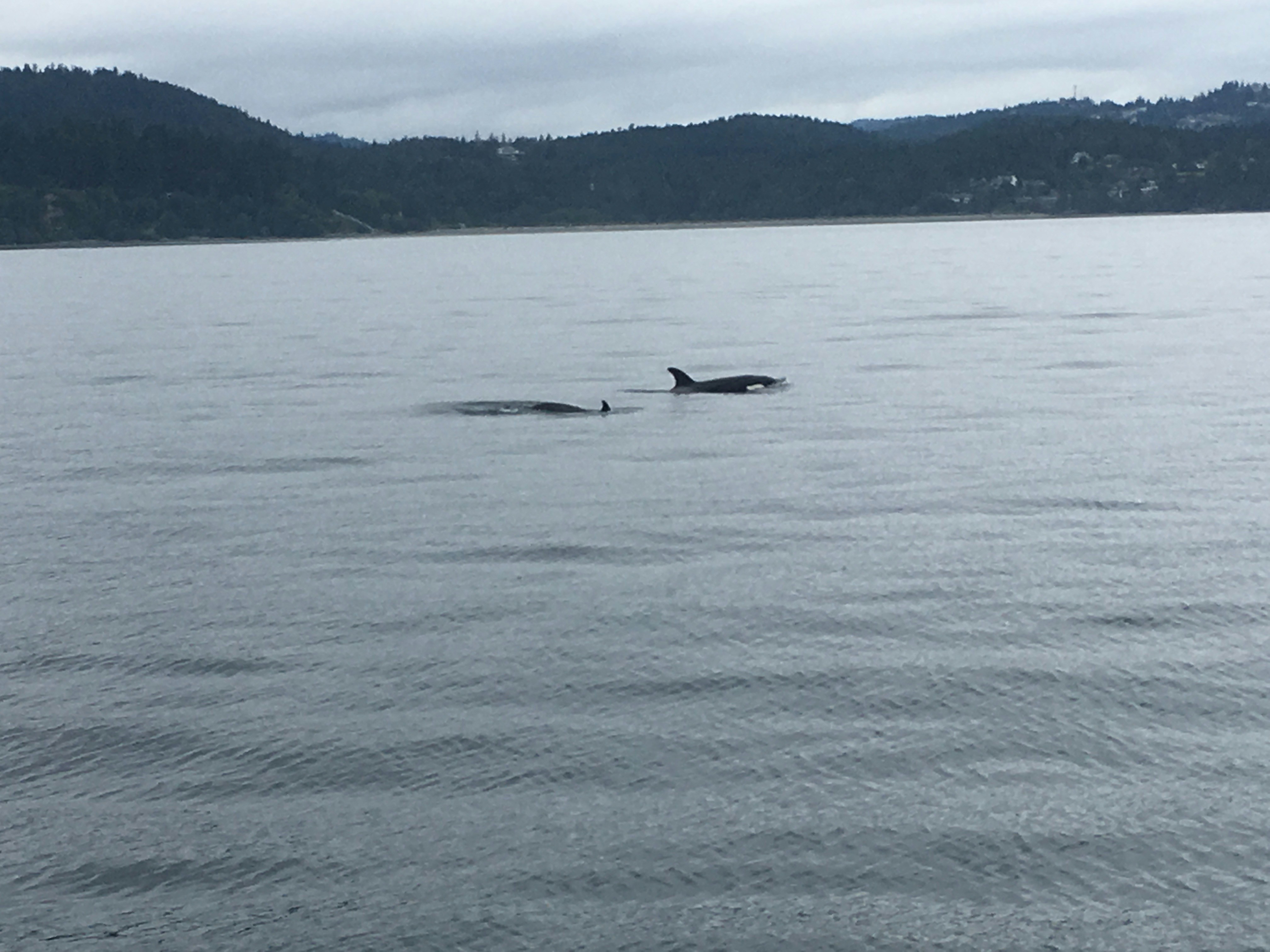 The Orca of the North Atlantic