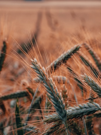 Close-up of wheat stalks with visible grains, surrounded by a blurred field in the background. The wheat is ripe, with a golden-brown hue, and the focus highlights the intricate details of the stalks and kernels.