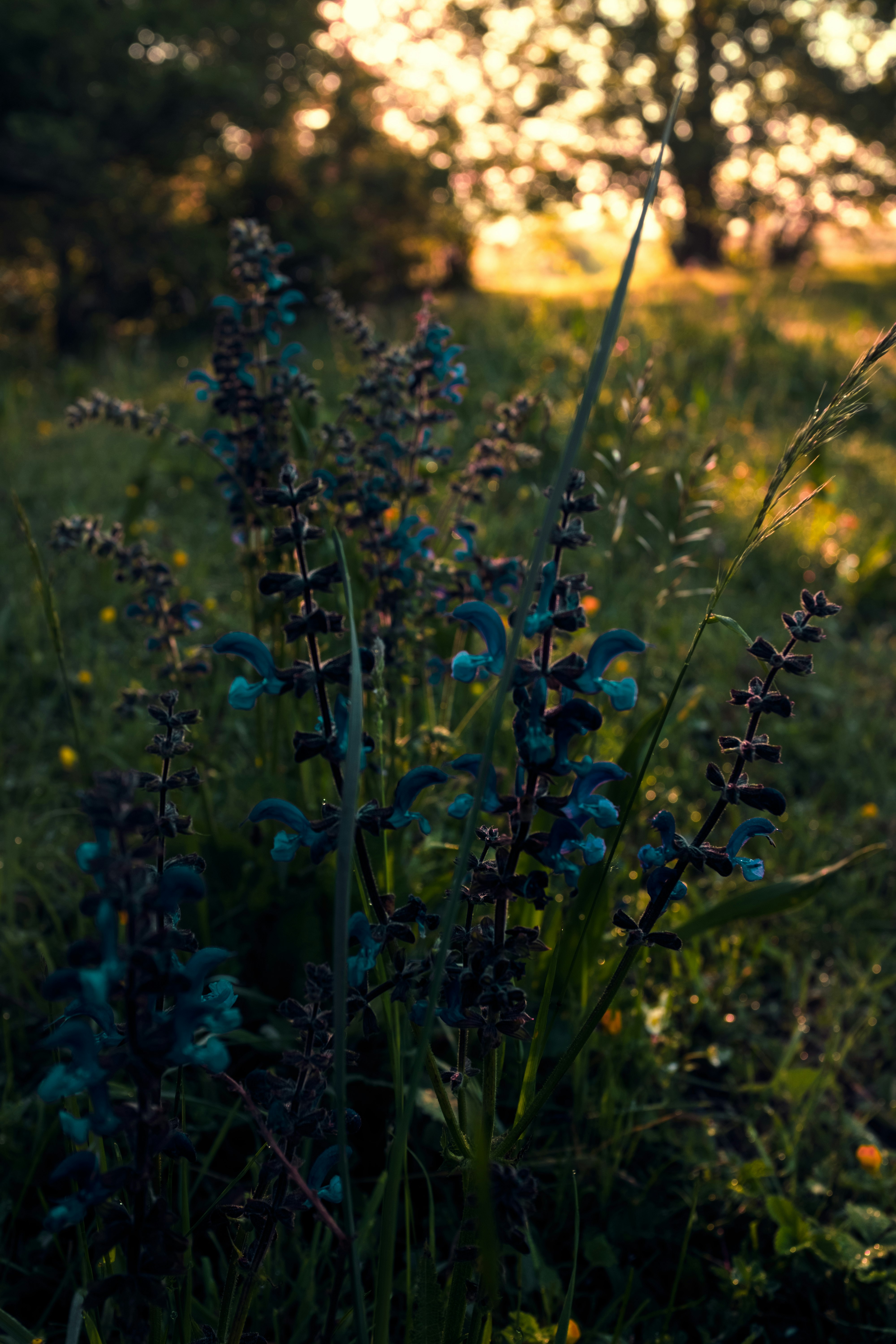 blue-petaled flower