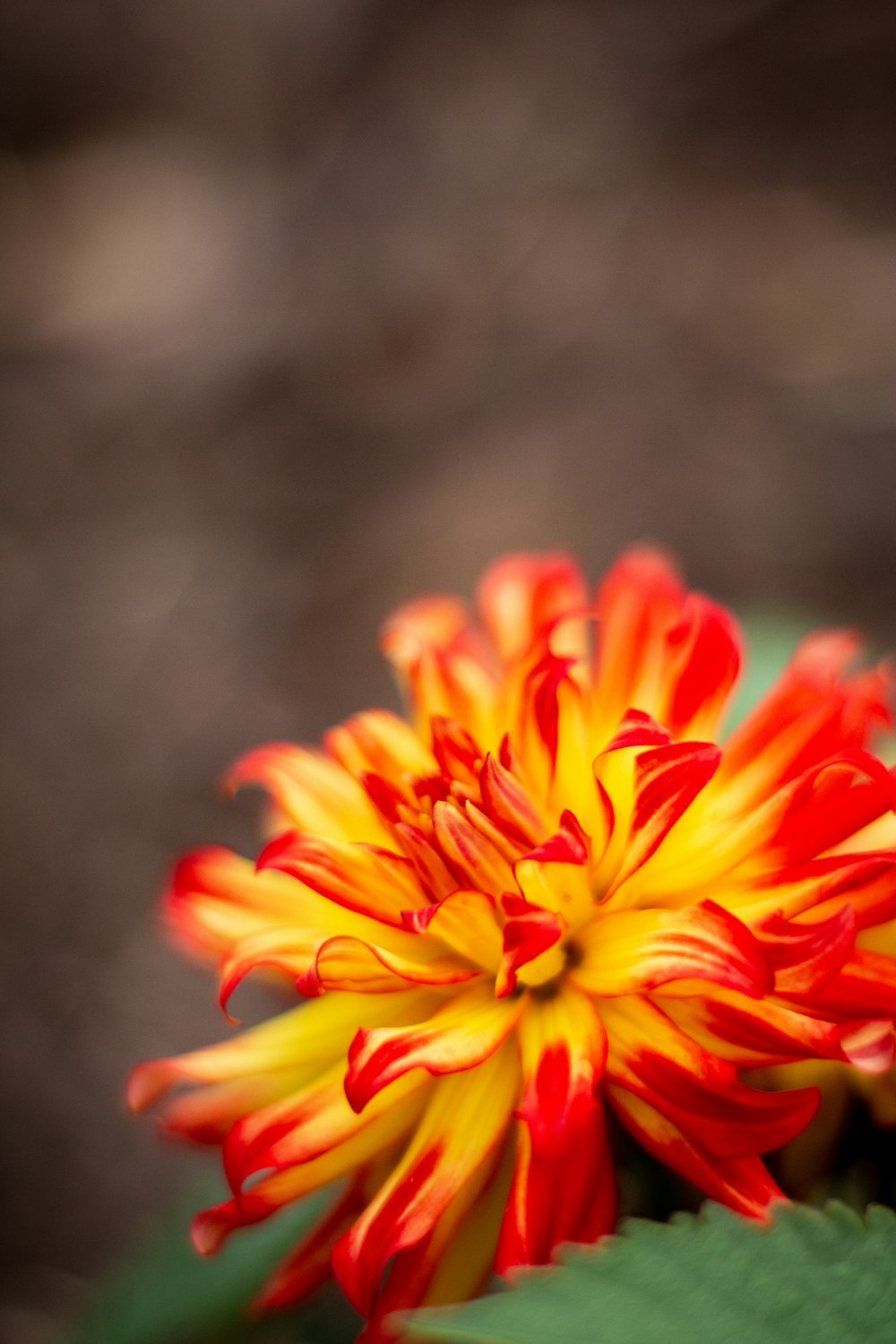 gelb-rotblättrige Blume