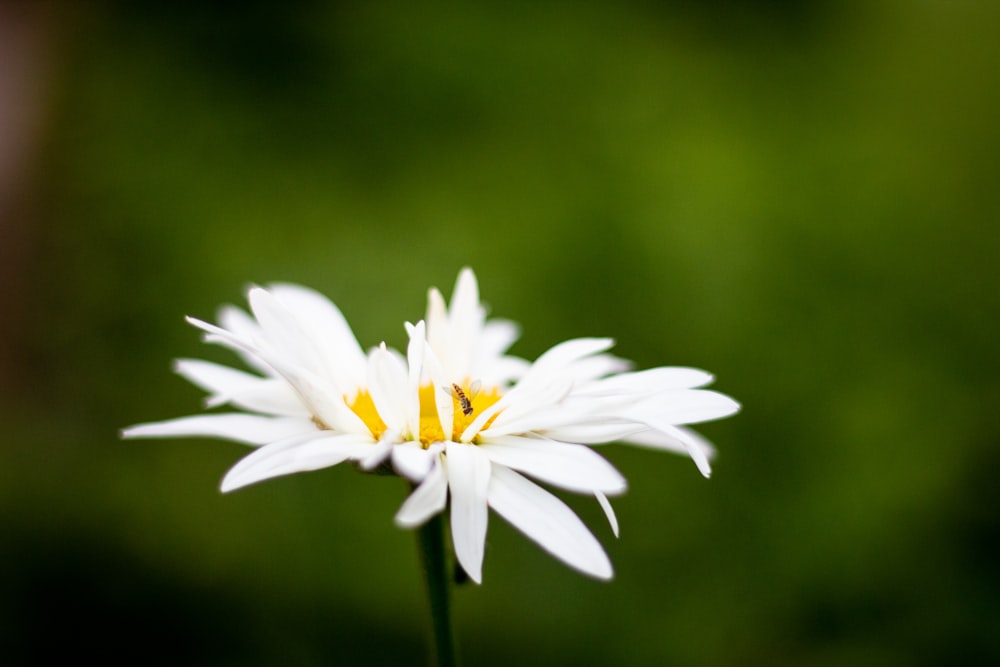 Flor blanca en flor
