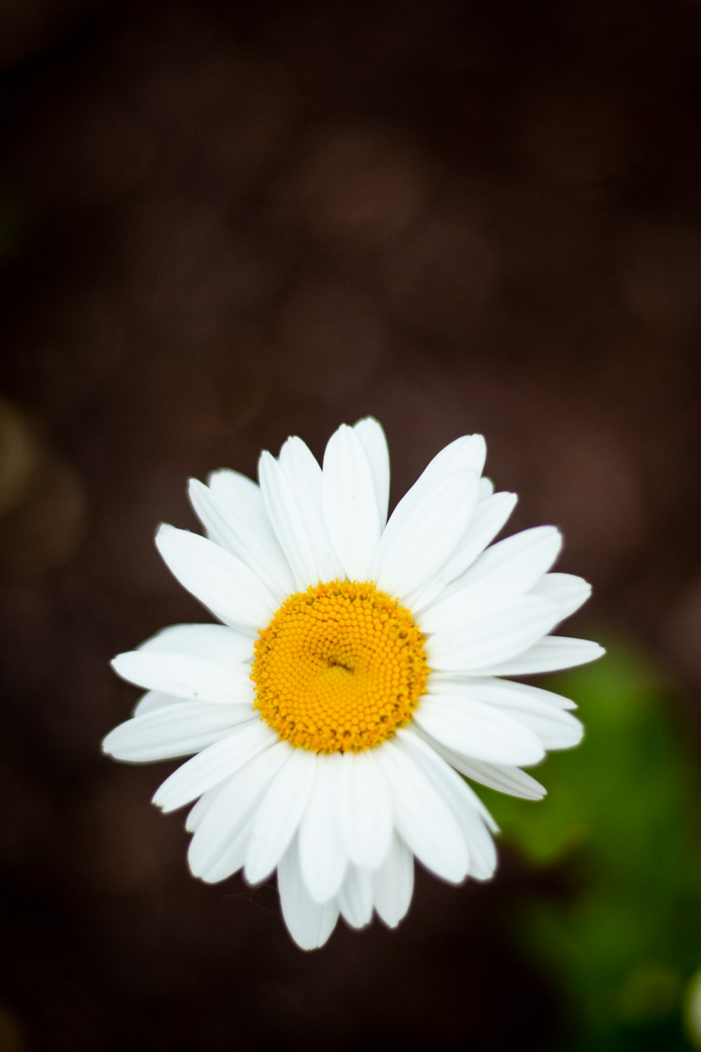 Selektives Fokusfoto einer weißen Blume